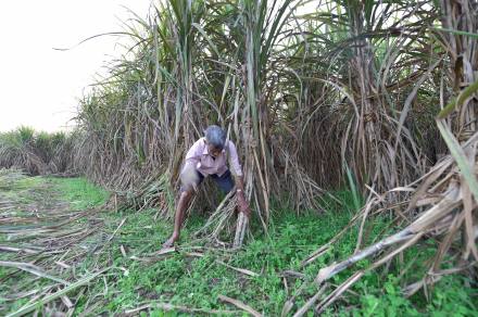 Govt opens 6-month window for sugar mills to submit ethanol proposals