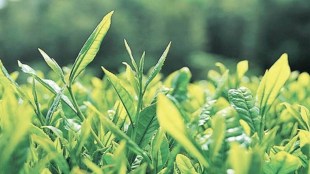 india tea export
