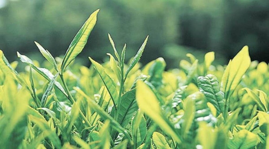 india tea export