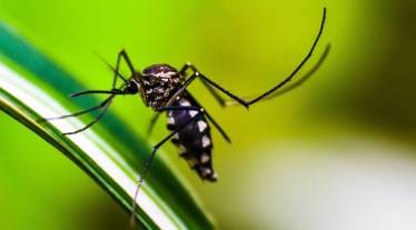West Nile Virus, Culex mosquito, West Nile Virus Outbreak, health news, health updates,