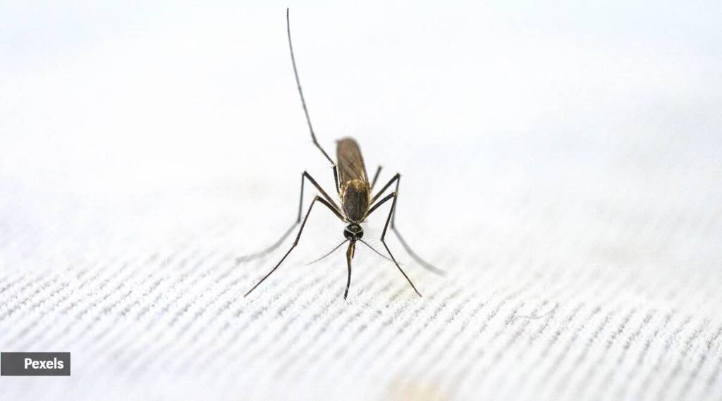 world mosquito day, malaria, vector diseases, malaria no more, health news,
