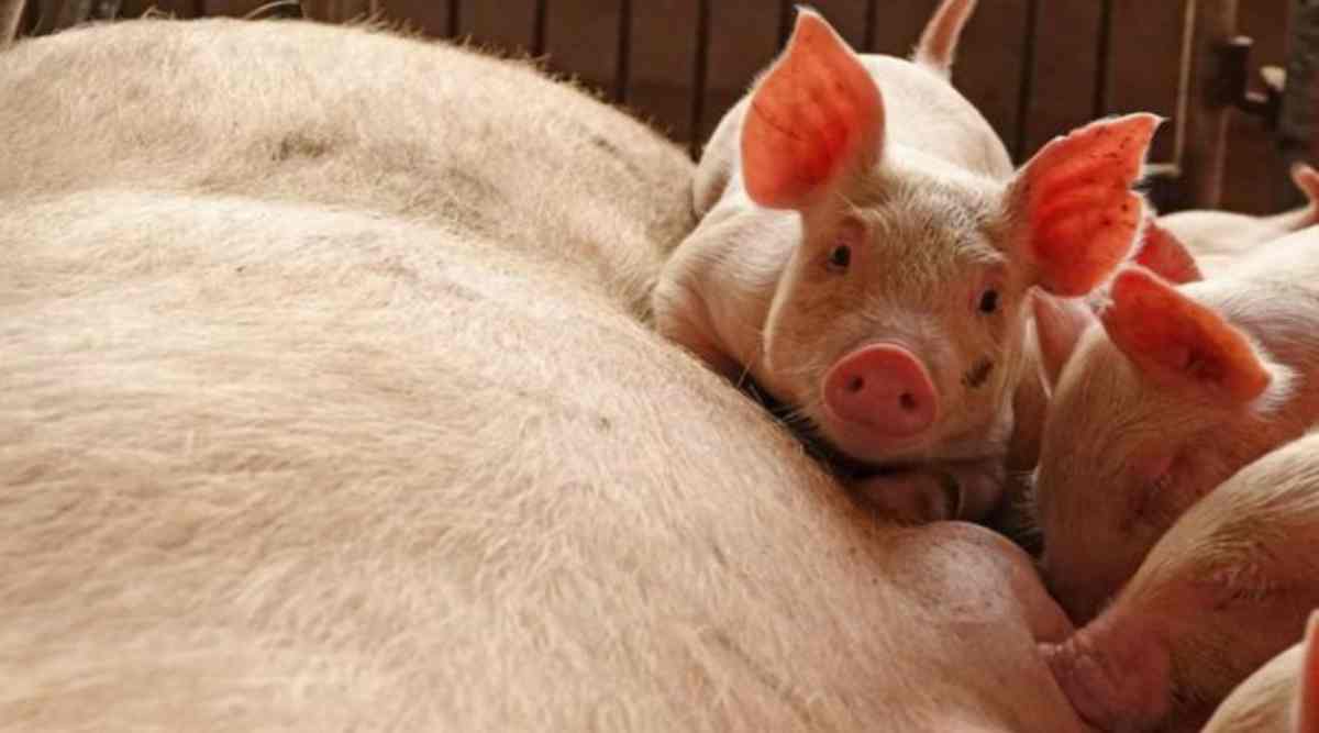 In the latest wave, 384 pig deaths have been reported. In the latest wave, 384 pig deaths have been reported.