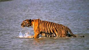 Between 2019 and 2021, Maharashtra recorded 56 deaths due to tiger attacks with 26 in 2019, 25 in 2020 and five in 2021. (IE)