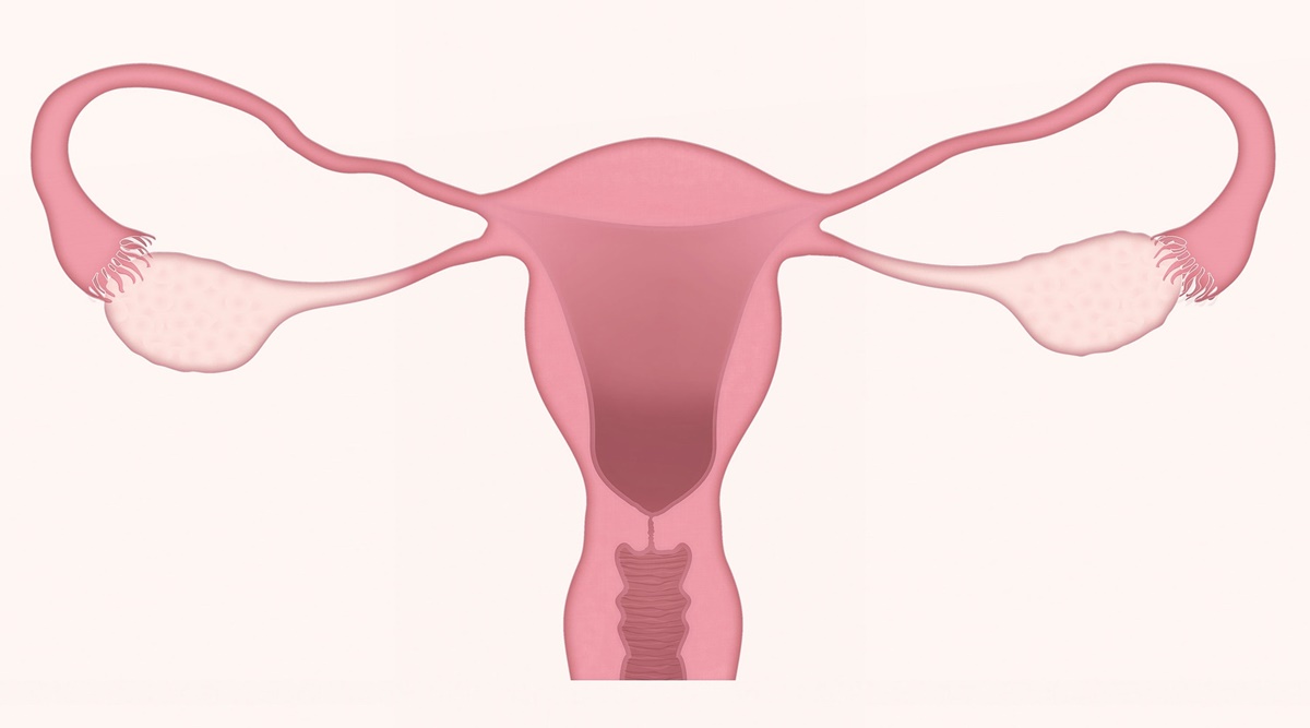Menopause, menstruation, ovulation, women, women's health, health news,