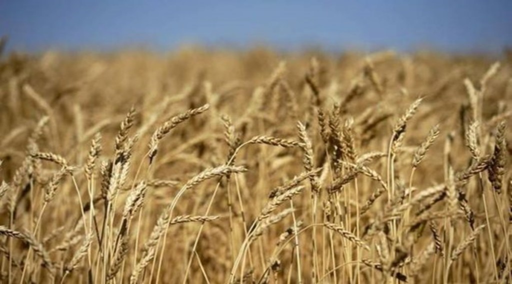 wheat