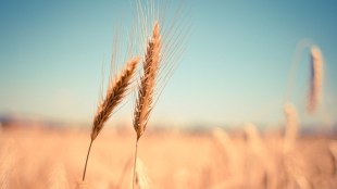 wheat export