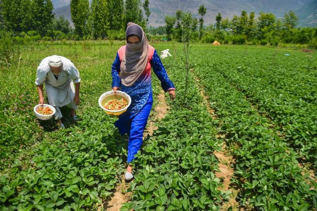 Farmers with baskets filled with the freshly harvested strawberries can be seen in this picture. (PTI Photo)