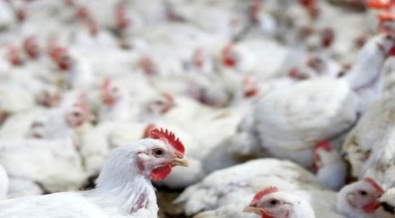Additional costs like air-coolers and higher electricity consumption, along with labour costs, also inflate the cost of production of broiler birds in the summer months, when demand remains robust.
