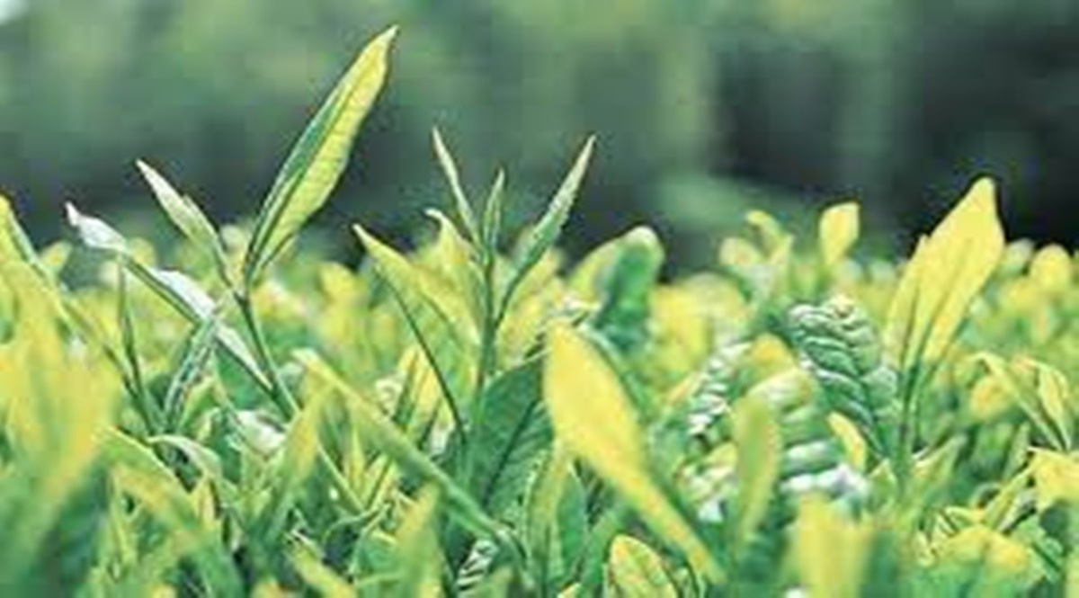 Singh said that e-commerce volumes for selling such tea online are rising 30 per cent each year while the estimated share of the herbal or functional tea market would be less than two per cent.