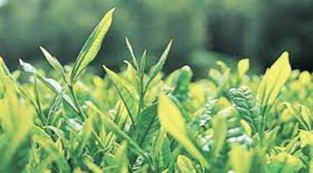 Singh said that e-commerce volumes for selling such tea online are rising 30 per cent each year while the estimated share of the herbal or functional tea market would be less than two per cent.