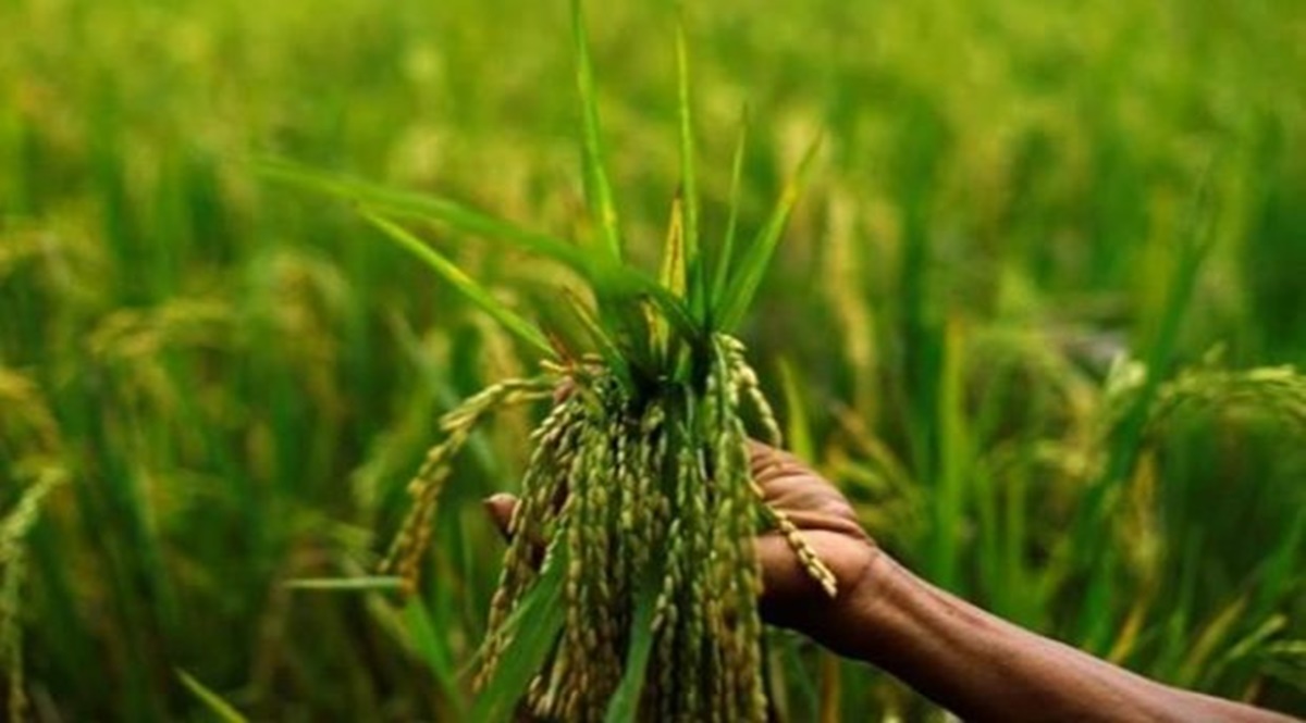 “We are working on a digital and services initiative, which aims at bringing holistic and customised solutions like advanced agri-advisory, crop inputs, credit, farm services etc,” Susheel Kumar, country head and managing director, Syngenta India, told FE in an email interaction. “We are working on a digital and services initiative, which aims at bringing holistic and customised solutions like advanced agri-advisory, crop inputs, credit, farm services etc,” Susheel Kumar, country head and managing director, Syngenta India, told FE in an email interaction.