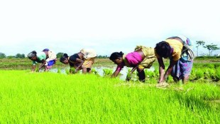 According to KC Bansal, former director, National Bureau of Plant Genetics Resources, the conventional breeding technique takes 8–10 years for development of new agricultural crop varieties, while through genome-editing, the new varieties could be developed in two to three years. (Representative image)