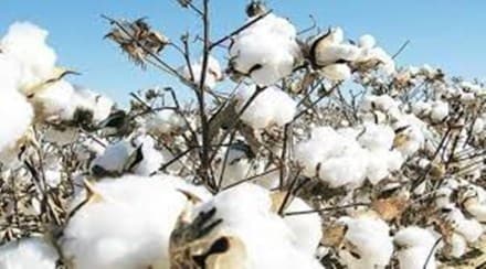 He suggested the government to impose a temporary ban on exports of cotton and cotton yarn like Indonesia has done for its palm oil.