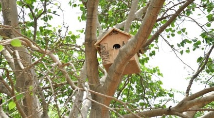 "We have tried to give them nesting places and food sources in the 'Goraiya Gram'. We do not only want to increase the green cover in Delhi but create a healthy ecological system and give a suitable environment to birds and animals," he said. (Twitter image) "We have tried to give them nesting places and food sources in the 'Goraiya Gram'. We do not only want to increase the green cover in Delhi but create a healthy ecological system and give a suitable environment to birds and animals," he said. (Twitter image)