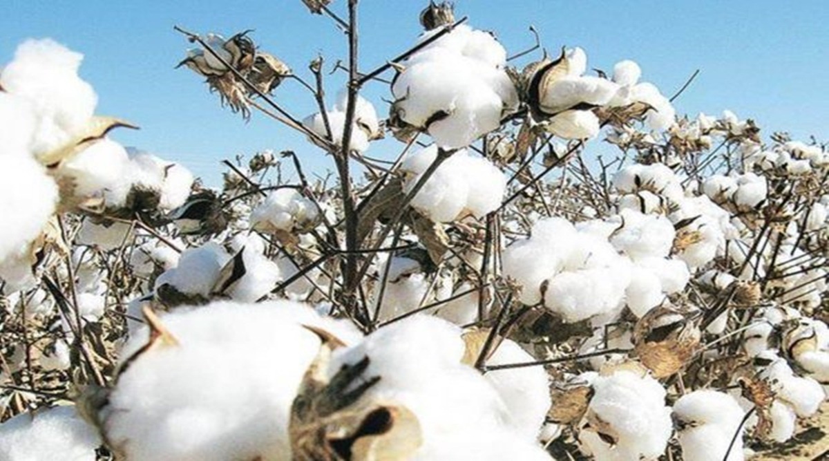 Domestic cotton prices have more than doubled to breach Rs 1,00,000-mark per candy of 356 kg in the past one year. Consequently, cotton yarn prices, too, have jumped substantially. Domestic cotton prices have more than doubled to breach Rs 1,00,000-mark per candy of 356 kg in the past one year. Consequently, cotton yarn prices, too, have jumped substantially.
