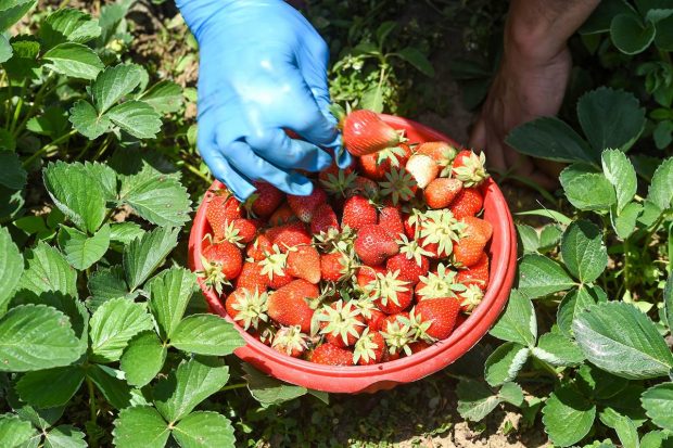 Strawberry is the first fruit that grows after six months of harsh winter in the Kashmir valley. The farmers said that the yield is not good this season due to hot weather. In this picture a farmer can be seen harvesting strawberries inside a farm, on the outskirts of Srinagar.(PTI Photo)