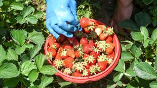 Strawberries in Srinagar