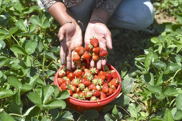 Due to sudden hot weather conditions in March month there was an apprehension that the crop may dry or get burned. (PTI Photo)