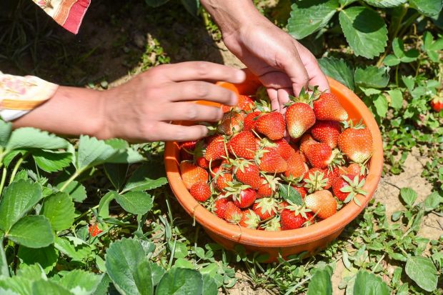 Strawberry farming was introduced in the Valley due to its favorable climate conditions. (PTI Photo)