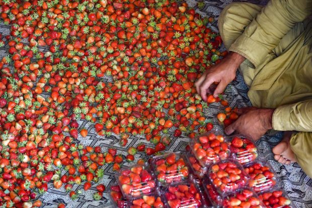 Farmers pour water in the fields to save the strawberry crop from the unseasonal heat. (PTI Photo)