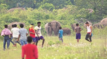 Herd of wild elephants confronted by local villagers in Siliguri