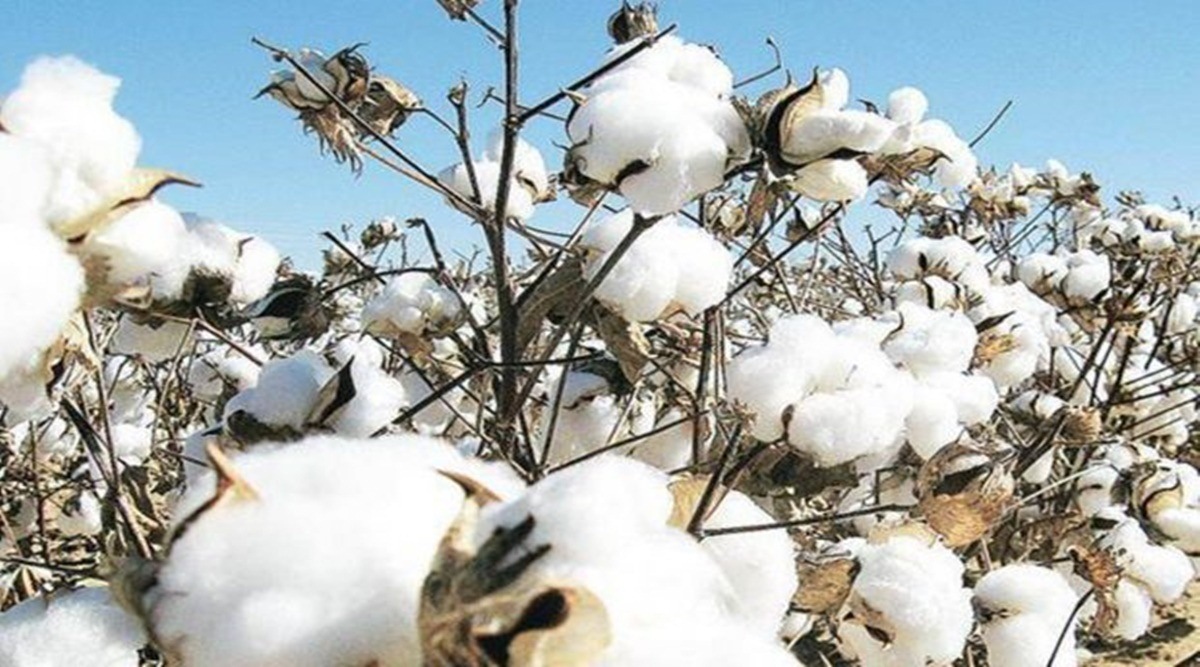 cotton price