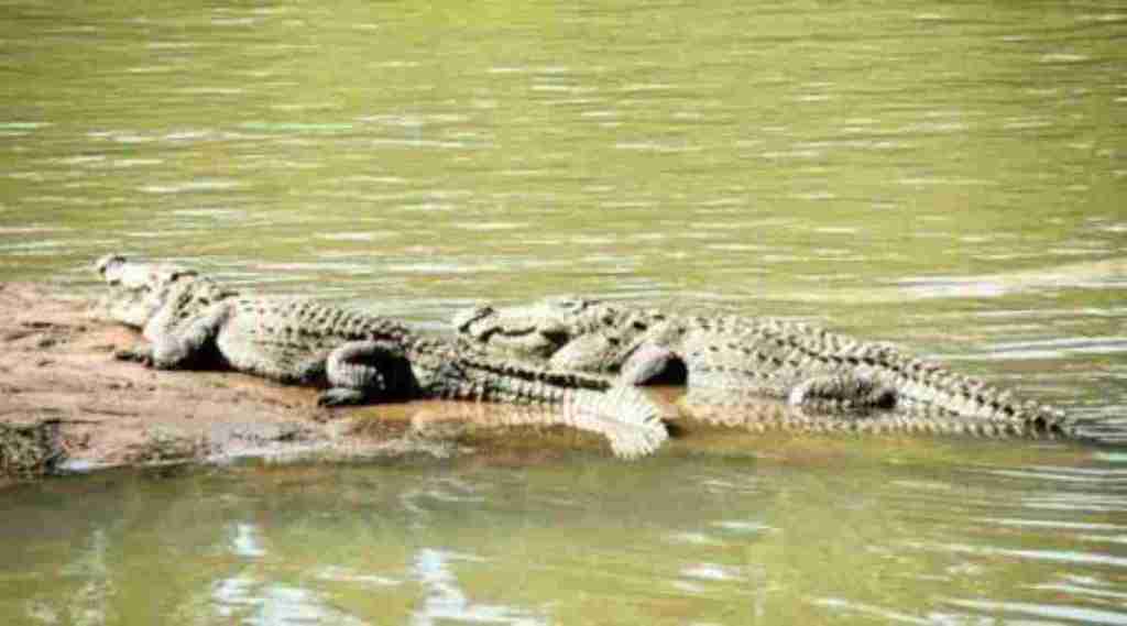 The Mugger crocodile is native to the Indian subcontinent, Sri Lanka, Burma, Pakistan, and some parts of Iran 