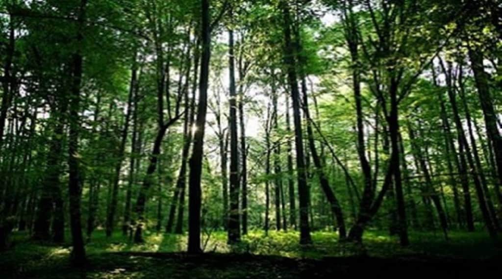 forest1