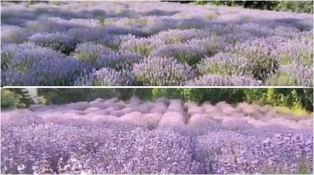 lavender festival jitendra singh