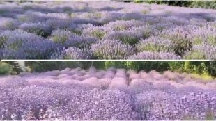 lavender festival jitendra singh