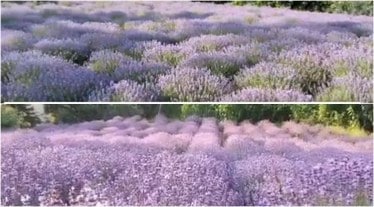 lavender festival jitendra singh