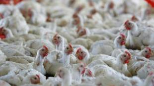 poultry industry