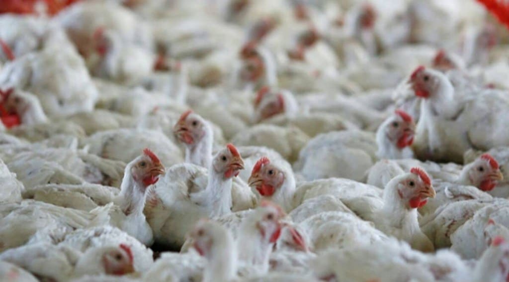 poultry industry