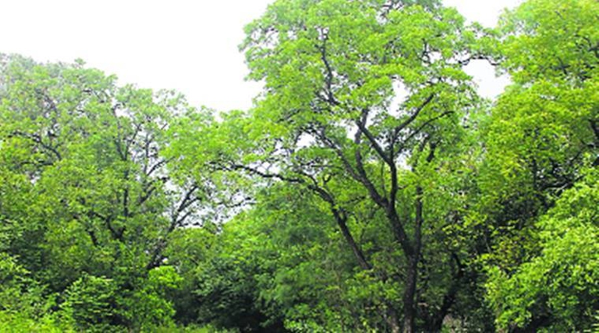 Growing trees outside forests in India can offer environmental ...