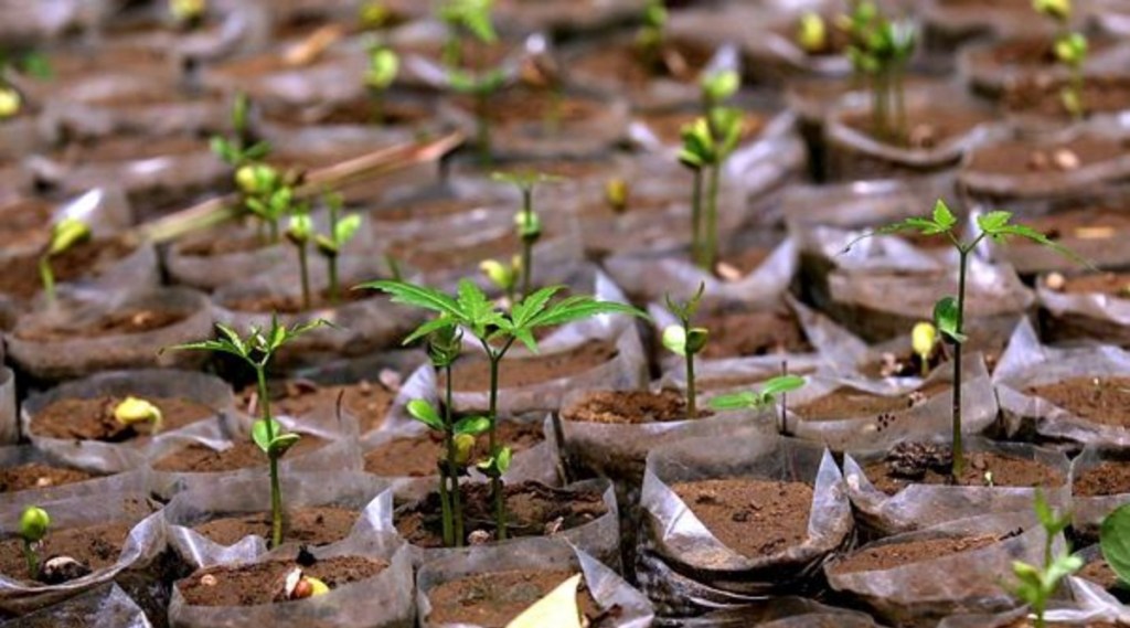 tree plantation