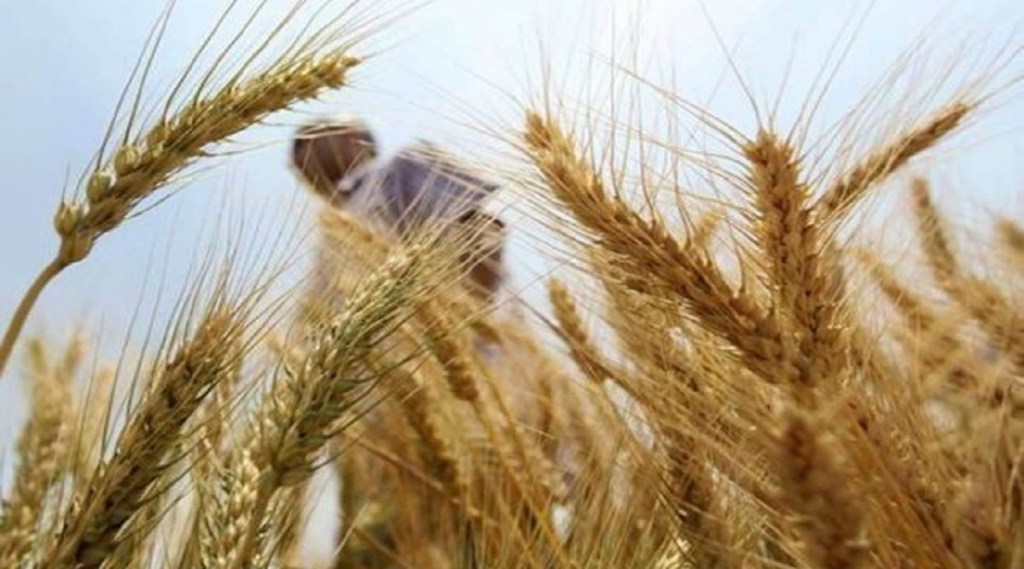 wheat 3