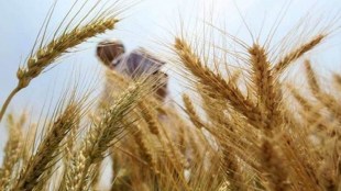 wheat 3