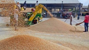 wheat ban