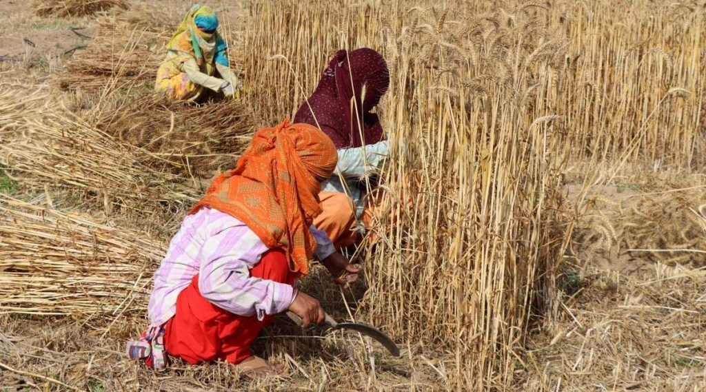 wheat export pic