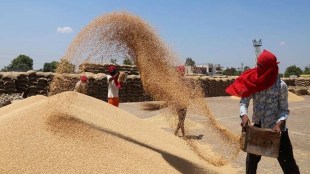 The Centre has set a target to procure record 444 lakh tonnes of wheat in the 2022-23 marketing year as against an all-time high 433.44 lakh tonnes in the previous marketing year.