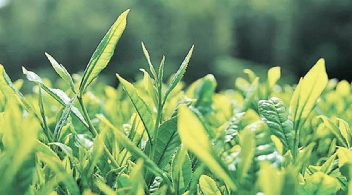 But Bidyananda Barkakoty, adviser, North Eastern Tea Association ( NETA), said this might have caused a demand- supply mismatch.