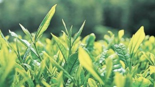 But Bidyananda Barkakoty, adviser, North Eastern Tea Association ( NETA), said this might have caused a demand- supply mismatch.