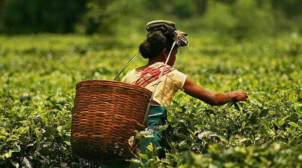 PK Bhattacharya, president, Tea Association of ( TAI) said wages account for 60% of the production cost and production cost would go up by an estimated `20 per kg for a garden which meets all statutory obligation. The cost of production would touch almost to Rs 220- 230 per kg.