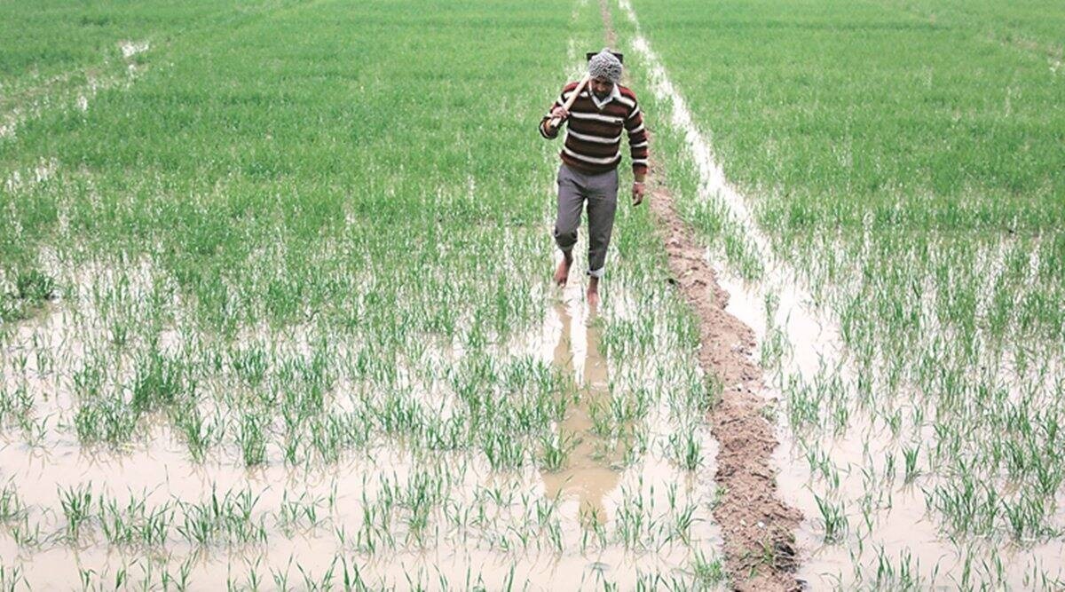 According to Gurvinder Singh, director, agriculture department, the state government will also provide incentives to farmers for shifting around 10% of wheat area to alternative crops such as oilseeds and pulses.