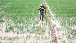 According to Gurvinder Singh, director, agriculture department, the state government will also provide incentives to farmers for shifting around 10% of wheat area to alternative crops such as oilseeds and pulses.