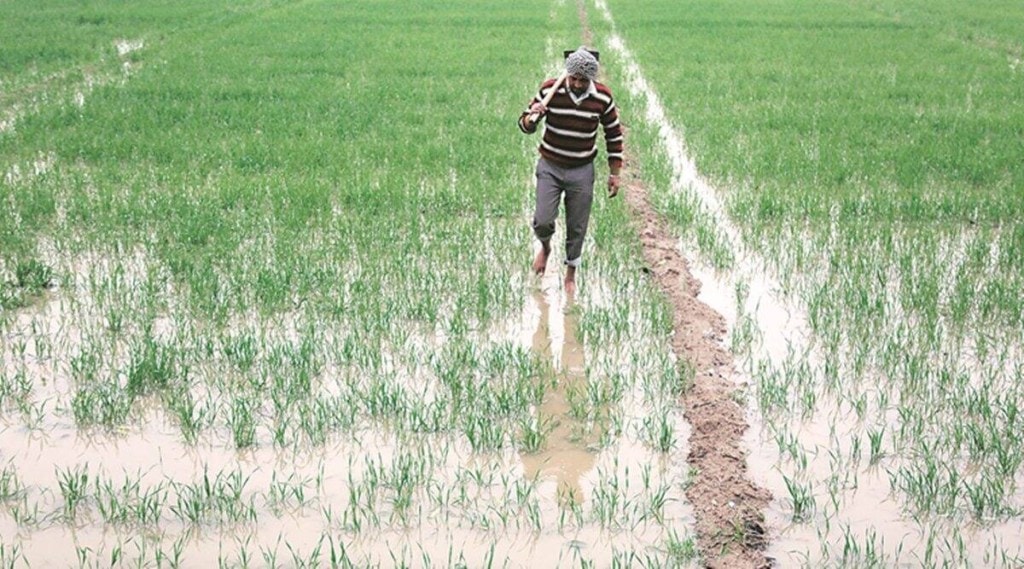 According to Gurvinder Singh, director, agriculture department, the state government will also provide incentives to farmers for shifting around 10% of wheat area to alternative crops such as oilseeds and pulses. According to Gurvinder Singh, director, agriculture department, the state government will also provide incentives to farmers for shifting around 10% of wheat area to alternative crops such as oilseeds and pulses.