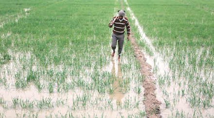 According to Gurvinder Singh, director, agriculture department, the state government will also provide incentives to farmers for shifting around 10% of wheat area to alternative crops such as oilseeds and pulses. According to Gurvinder Singh, director, agriculture department, the state government will also provide incentives to farmers for shifting around 10% of wheat area to alternative crops such as oilseeds and pulses.