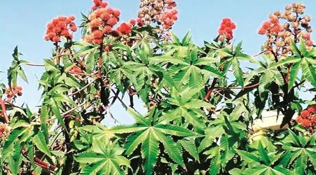 Apart from these markets, India also exports castor oil in Middle East and Latin American countries in comparatively smaller quantities.