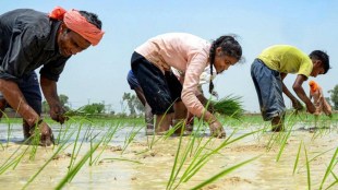 MSP, MSP on kharif crops, agriculture demand, rural demand, agriculture, Minimum Support Price, food prices, inflation, food inflation