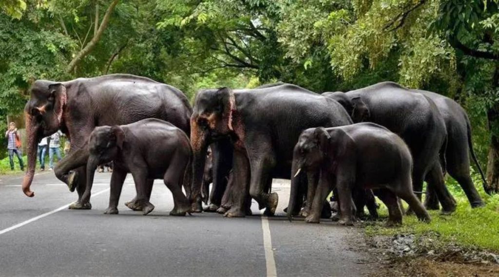 Baby Elephant gets Z++ Security by herd